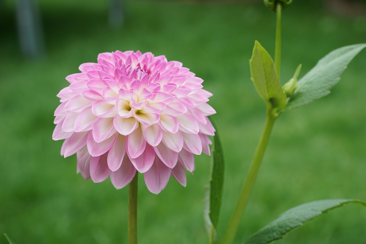 哈密市七彩花卉種植專(zhuān)業(yè)合作社（哈密市七彩花卉種植專(zhuān)業(yè)合作社地址）