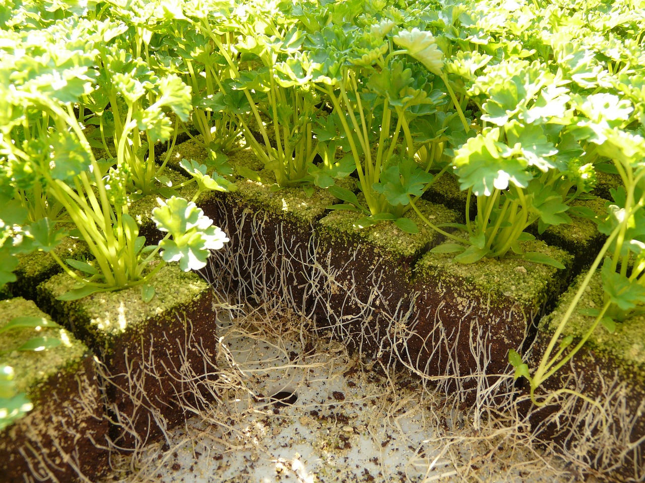 哈密市七彩花卉種植專業(yè)合作社（哈密市七彩花卉種植專業(yè)合作社地址） 全國水族館企業(yè)名錄 第4張