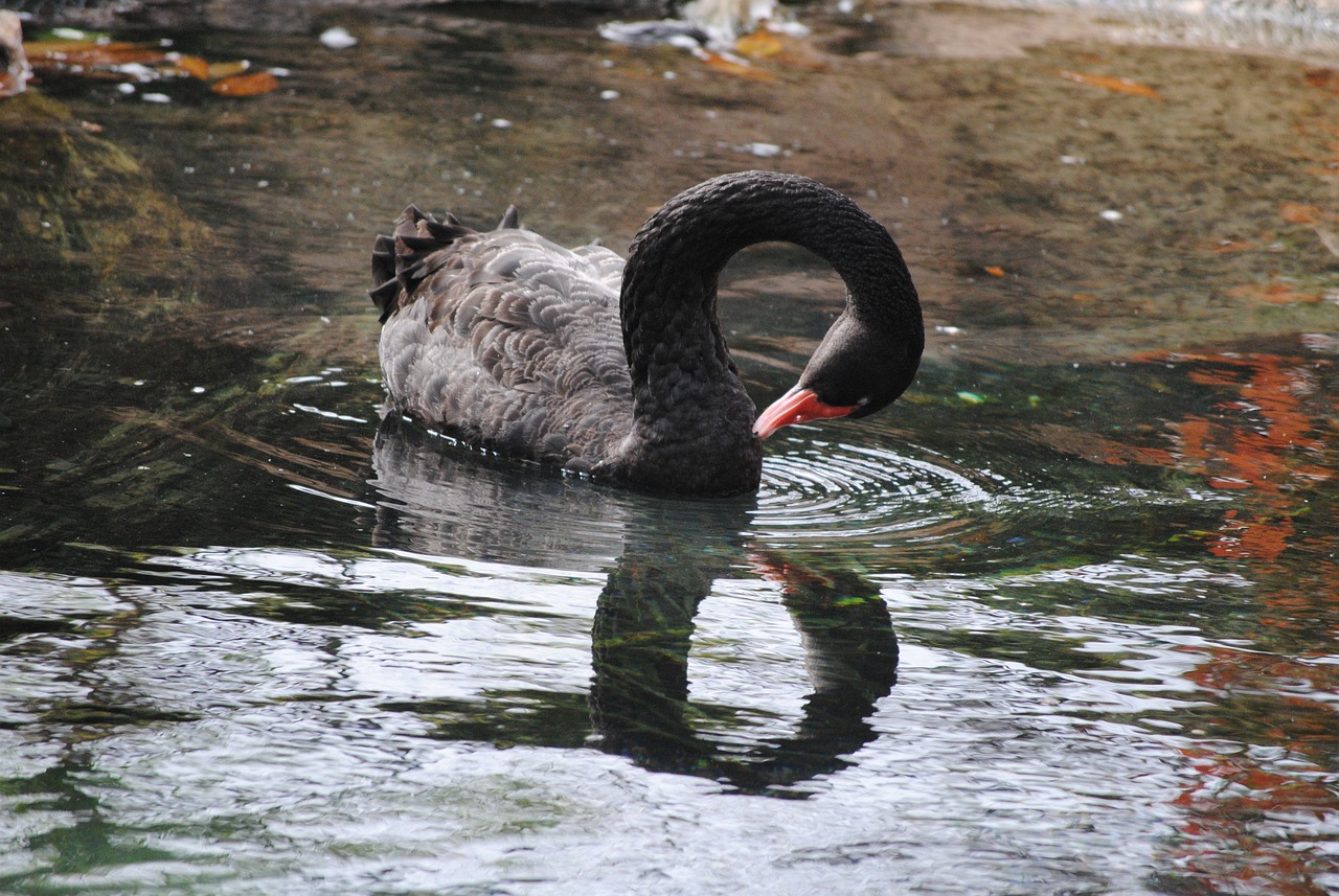 北票市涼水河鑫淼觀賞魚養(yǎng)殖場（北票涼水河濕地公園在哪里） 全國水族館企業(yè)名錄 第1張