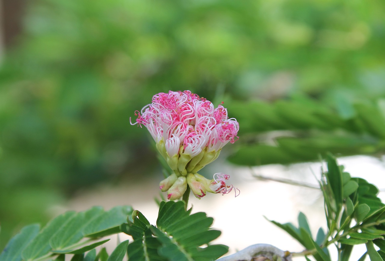 敖漢旗惠州翠珍百花園盆景鮮花魚店