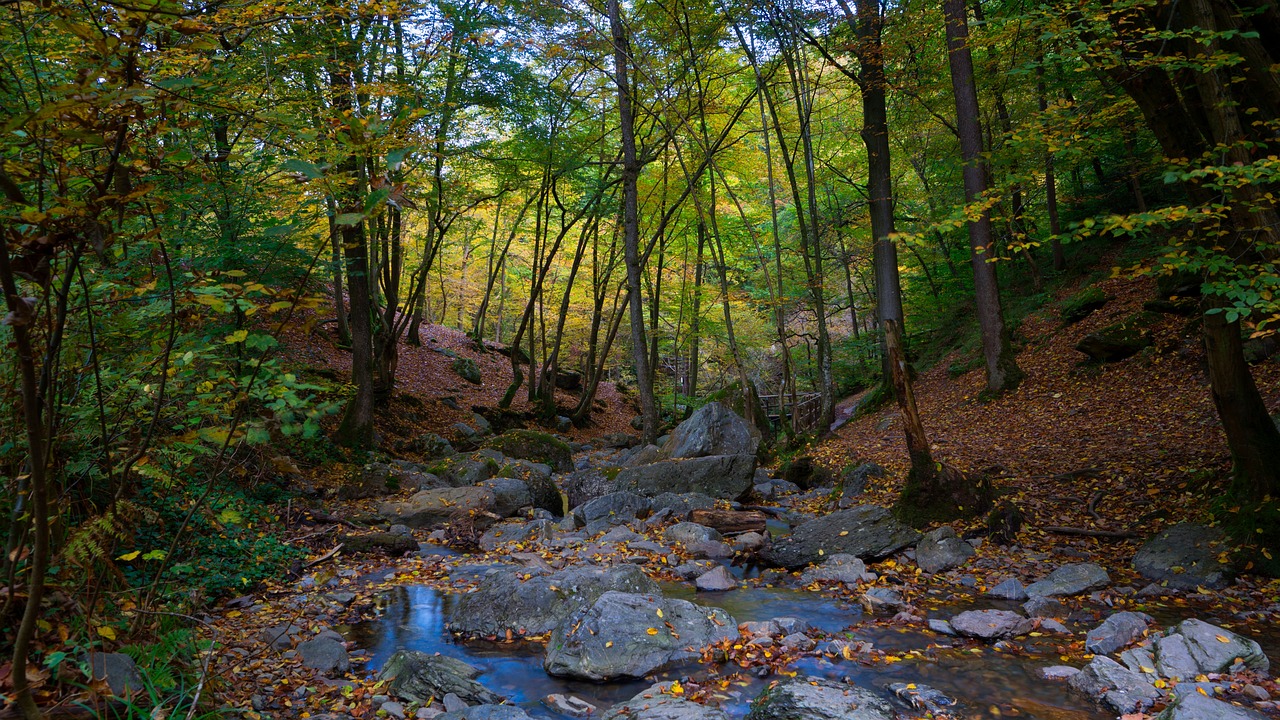 鶴頂紅金魚圖片大全大圖：不敢養(yǎng)鶴頂紅金魚了