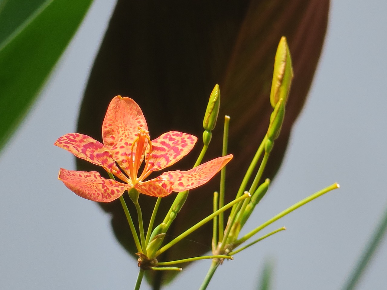 市中區(qū)小花農(nóng)花坊（市中區(qū)小花農(nóng)花坊地址） 全國(guó)水族館企業(yè)名錄 第4張