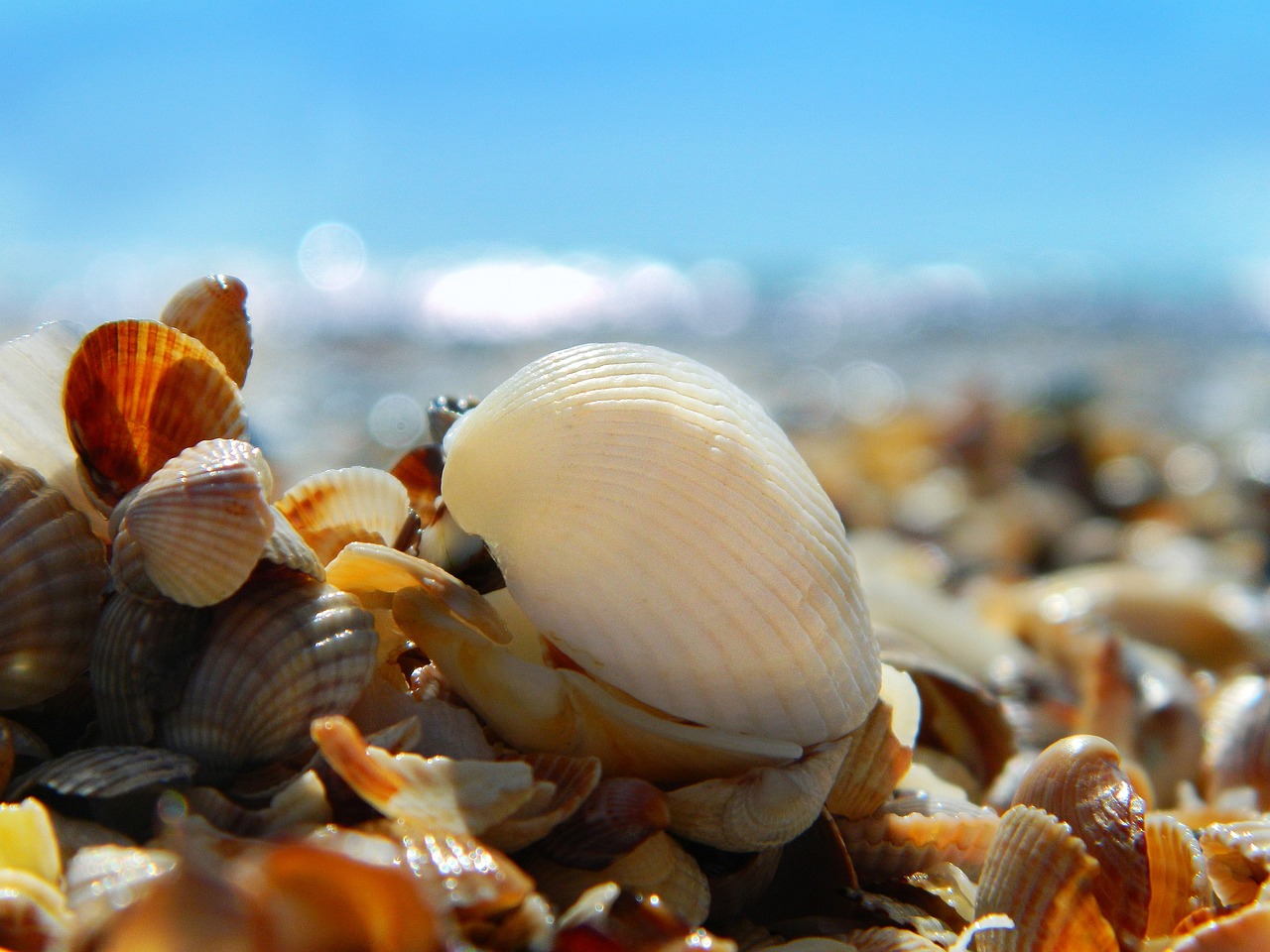 魚(yú)缸白色結(jié)晶是什么（魚(yú)缸突然出現(xiàn)白色晶狀體是什么） 過(guò)濾設(shè)備 第3張