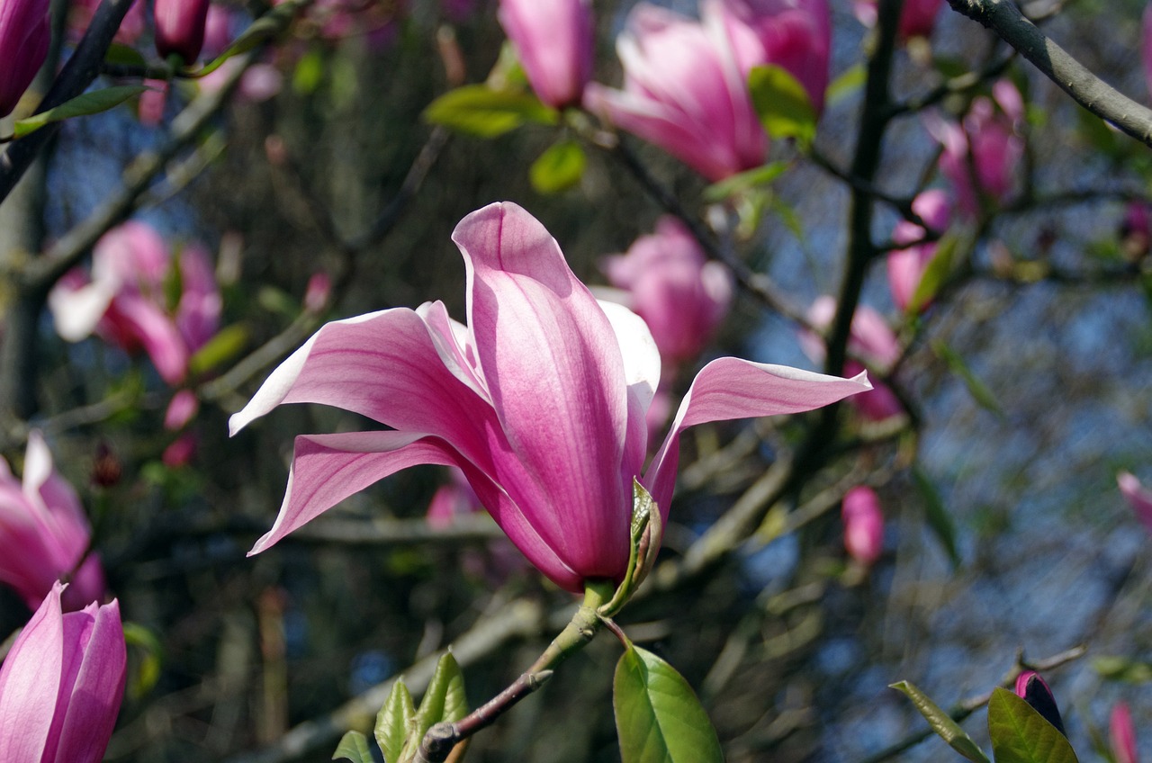 嘉祥玉蘭花鄉(xiāng)花卉銷售中心（嘉祥玉蘭花鄉(xiāng)花卉銷售中心電話）