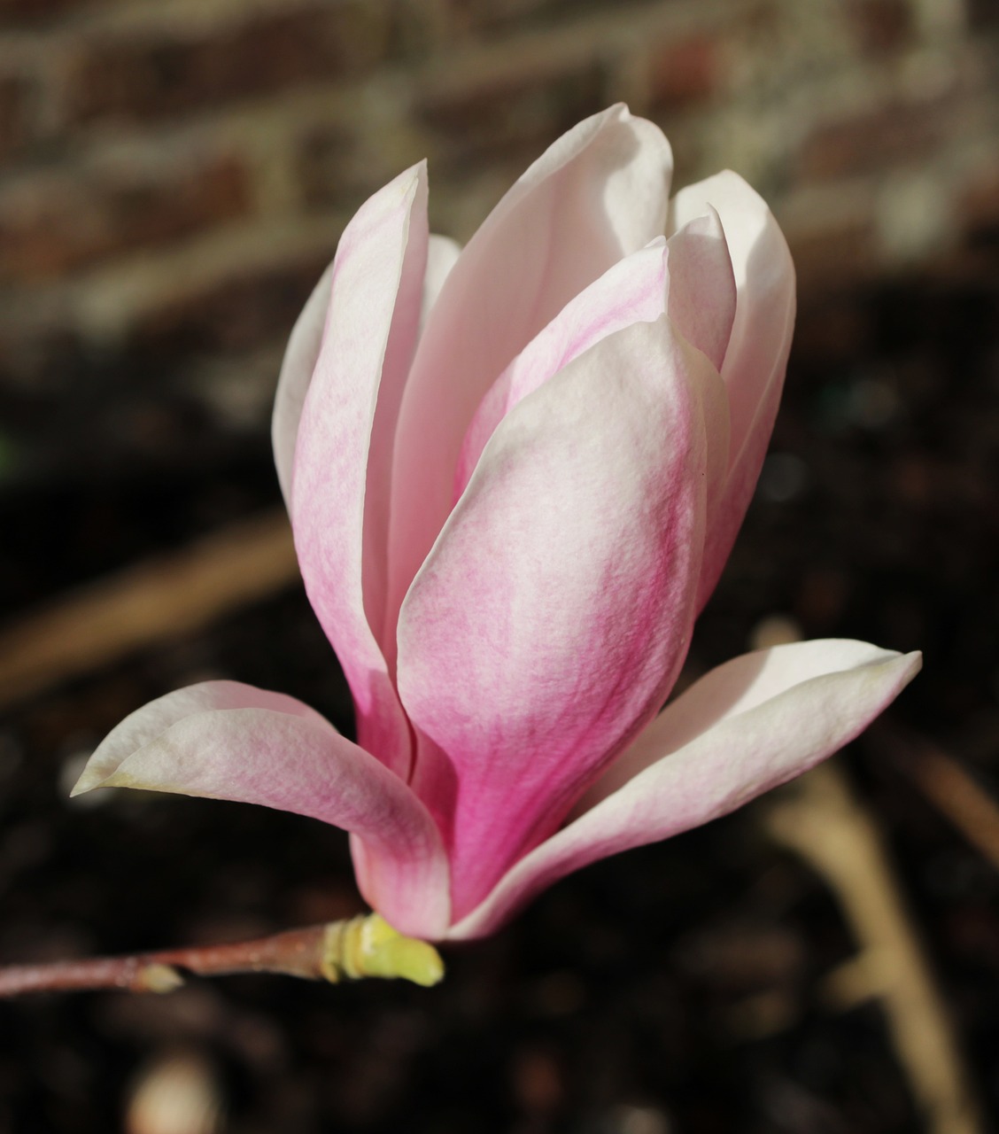 嘉祥玉蘭花鄉(xiāng)花卉銷售中心（嘉祥玉蘭花鄉(xiāng)花卉銷售中心電話）