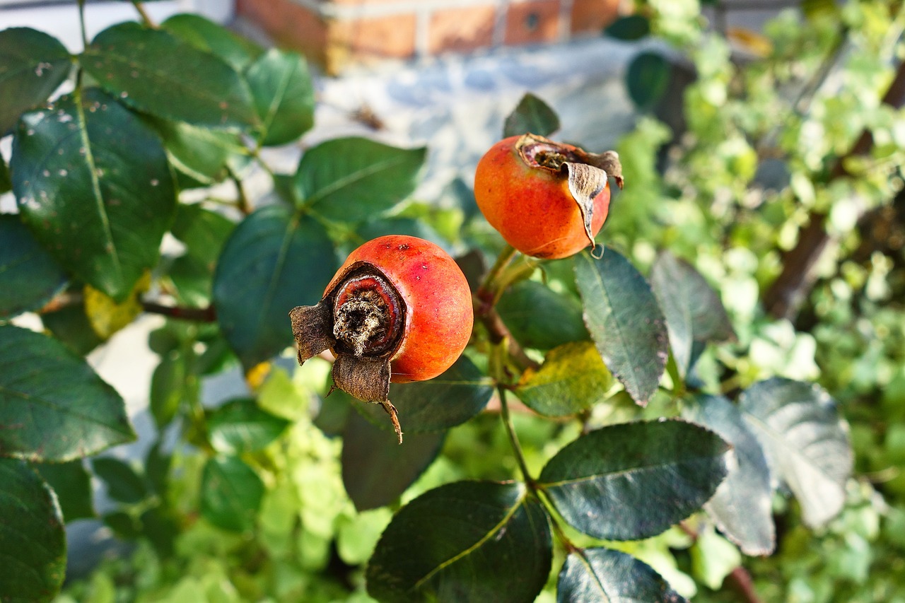 紅山區(qū)魚戀花坊（紅山區(qū)魚戀花坊訂餐電話）