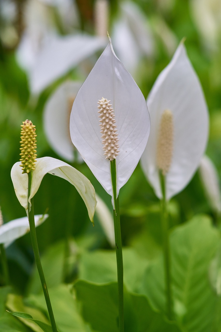 鉆石貝母蘭開花圖片大全（沒開花的貝母圖片） 巴西亞魚苗 第3張