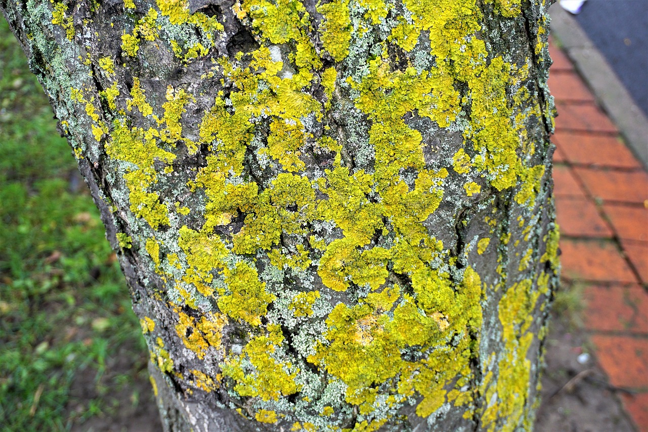 南京市浦口區(qū)玉香苗木銷售中心（南京市浦口區(qū)玉香苗木銷售中心地址） 全國水族館企業(yè)名錄 第2張