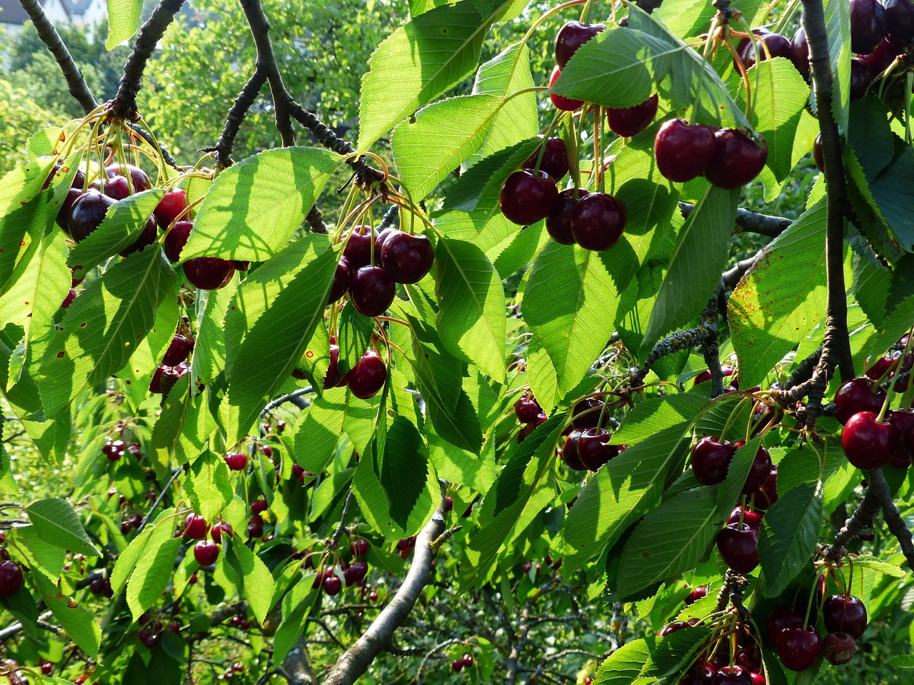 溫江紅花園生態(tài)農(nóng)莊（溫江紅花園生態(tài)農(nóng)莊地址）