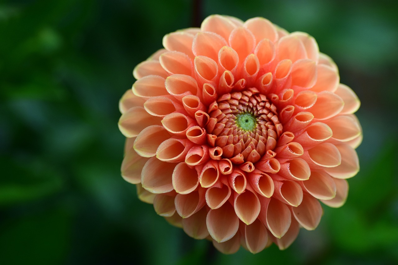 魚(yú)鮮花水果（鮮花水果花束圖片大全大圖）