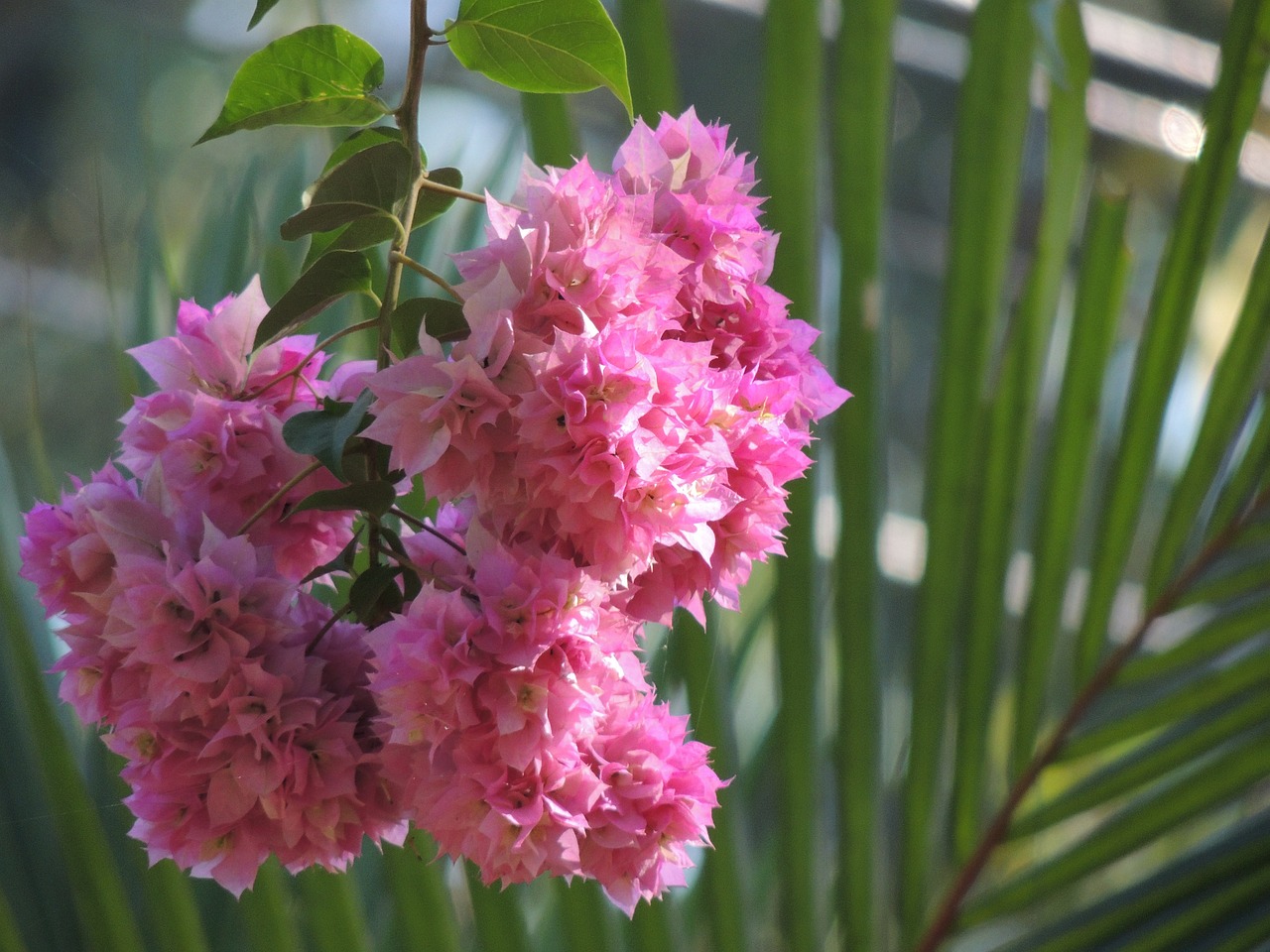 海原縣老城區(qū)良花花卉銷售部（海原縣老城區(qū)良花花卉銷售部電話） 全國(guó)水族館企業(yè)名錄 第4張