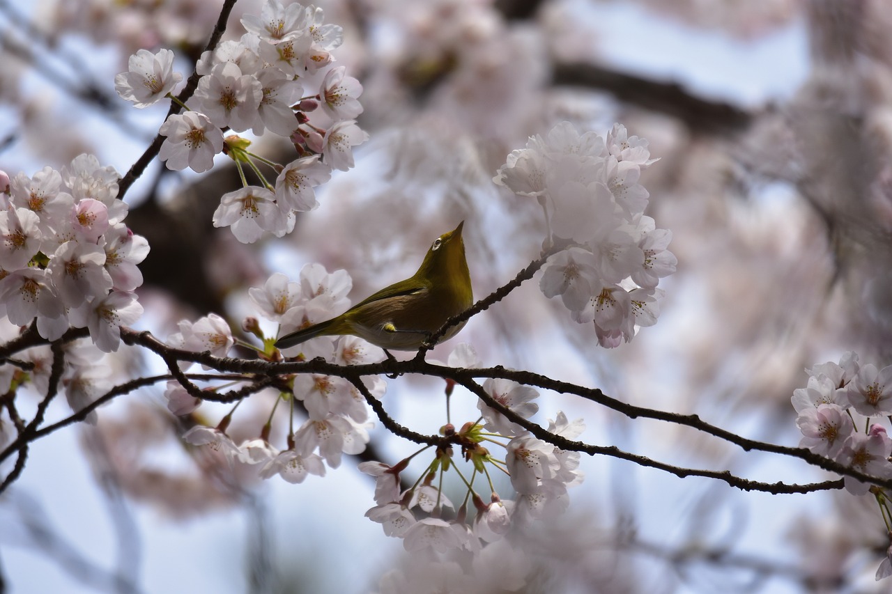 江山市精靈花鳥經(jīng)營(yíng)部（江山市精靈花鳥經(jīng)營(yíng)部地址）