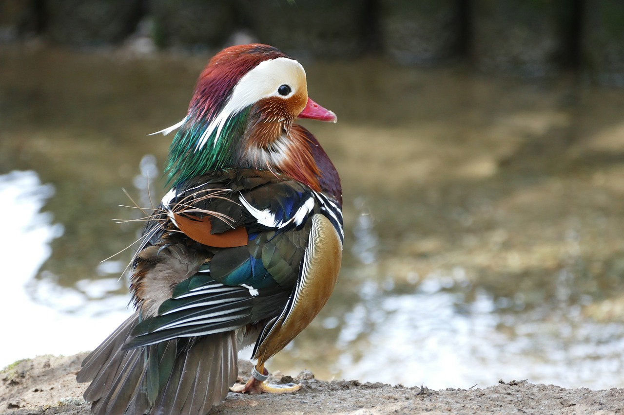 湖州月河欽華金魚花鳥店（湖州月河欽華金魚花鳥店怎么樣） 全國水族館企業(yè)名錄 第2張