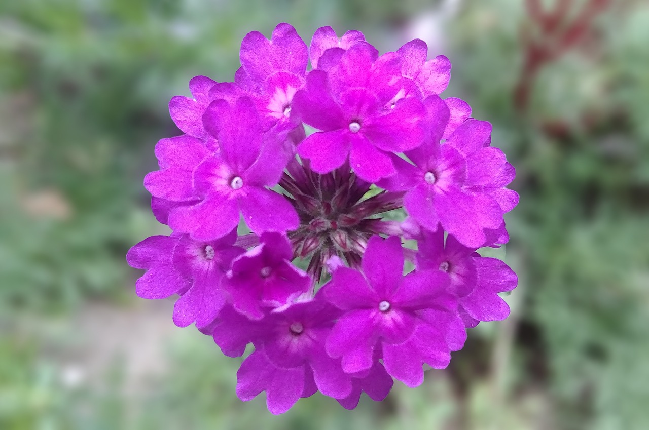 南京市高淳區(qū)那些花兒花店（南京市高淳區(qū)那些花兒花店地址） 全國水族館企業(yè)名錄 第4張