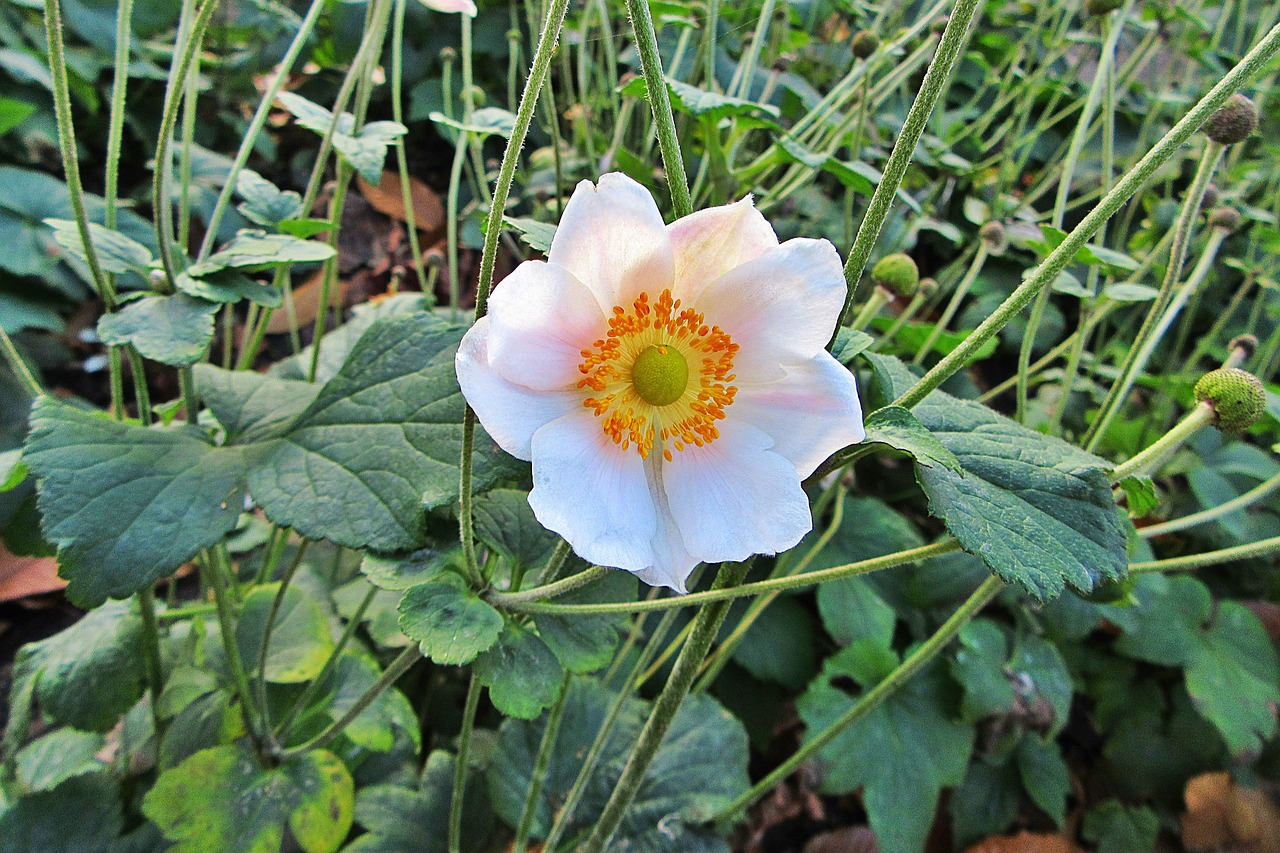 永川區(qū)思緣花鮮花經(jīng)營(yíng)部（永川區(qū)思緣花鮮花經(jīng)營(yíng)部地址） 全國(guó)水族館企業(yè)名錄 第1張