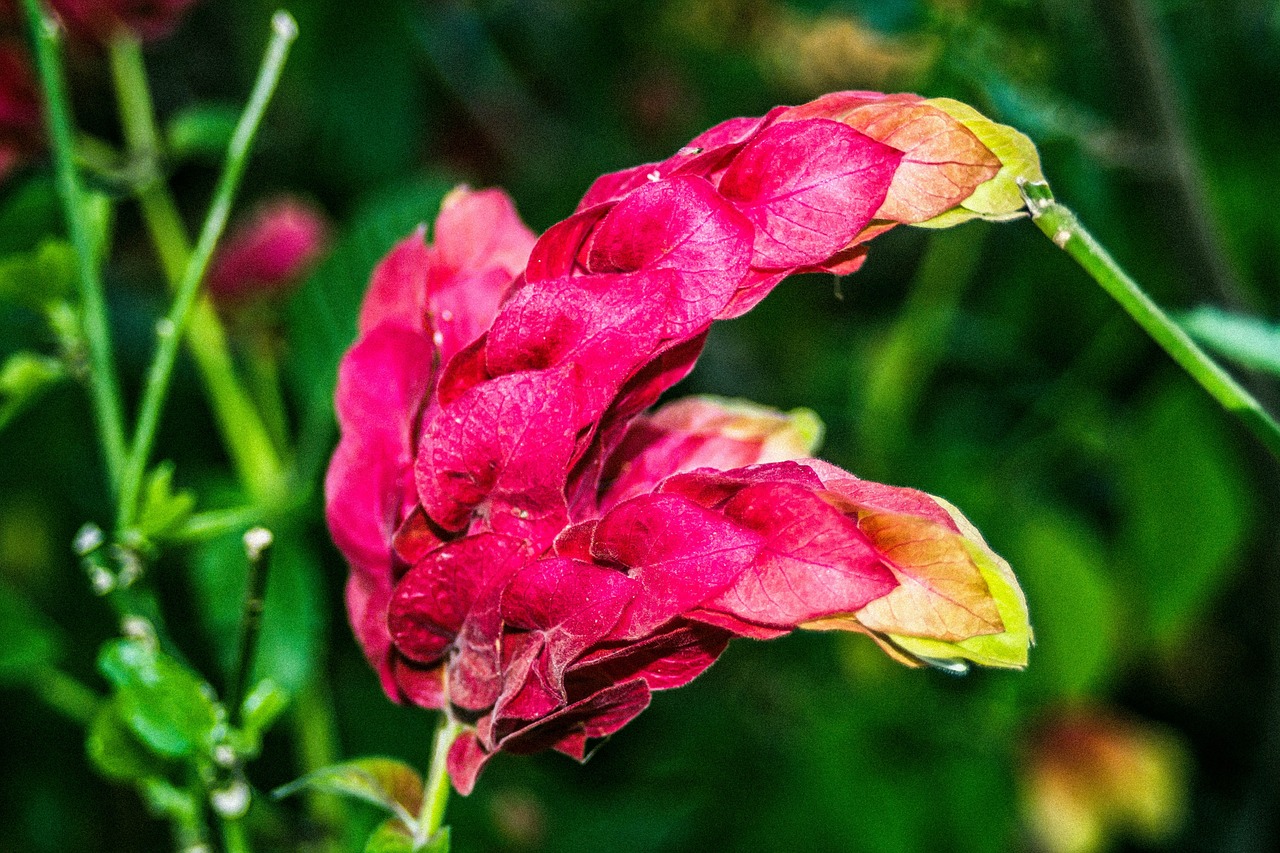 永川區(qū)思緣花鮮花經(jīng)營(yíng)部（永川區(qū)思緣花鮮花經(jīng)營(yíng)部地址） 全國(guó)水族館企業(yè)名錄 第3張