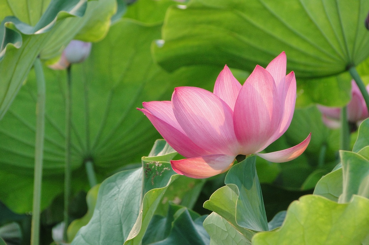 給魚(yú)缸換水視頻（魚(yú)缸換水視頻教程）