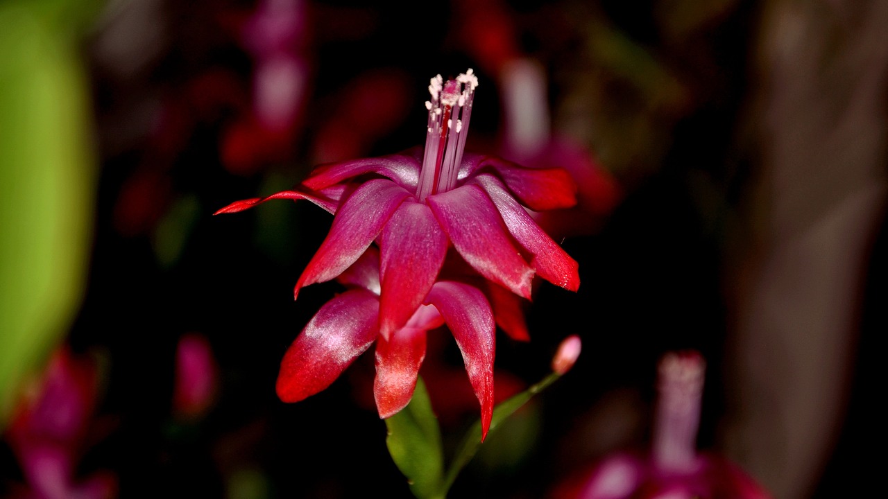 龍魚缸養(yǎng)什么水草好（龍菖蒲養(yǎng)殖方法新手必備） 水草 第3張