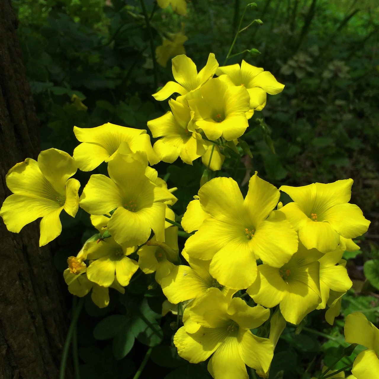 墾區(qū)紅興隆五九七農(nóng)場場部鳥魚花香花卉店 全國水族館企業(yè)名錄 第2張