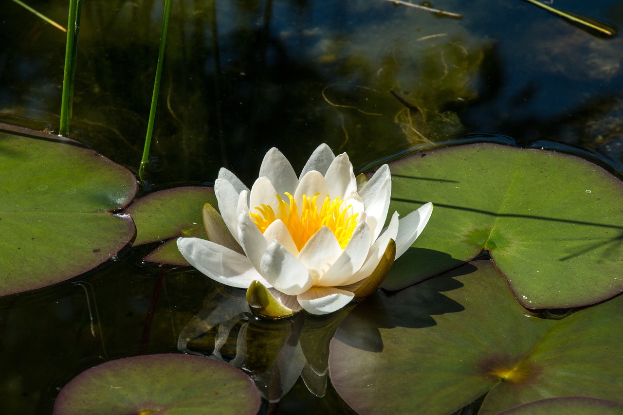 臨潼賣(mài)觀賞魚(yú)在什么地方賣(mài)的好點(diǎn)呀（ 臨潼哪里有賣(mài)魚(yú)的）