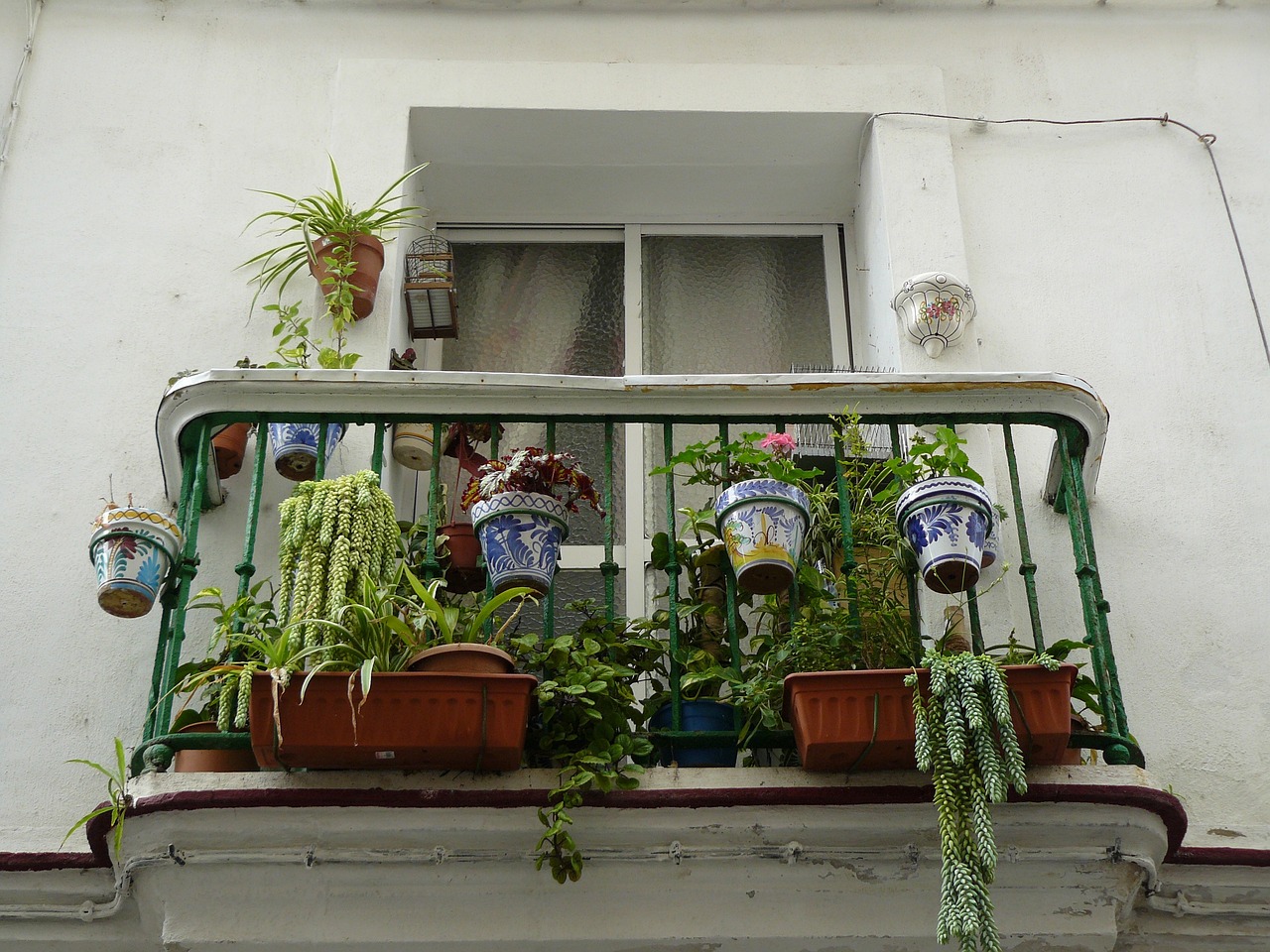 植物墻造型（家庭庭院迎門墻前種植什么花草） 廣州景觀設(shè)計 第4張