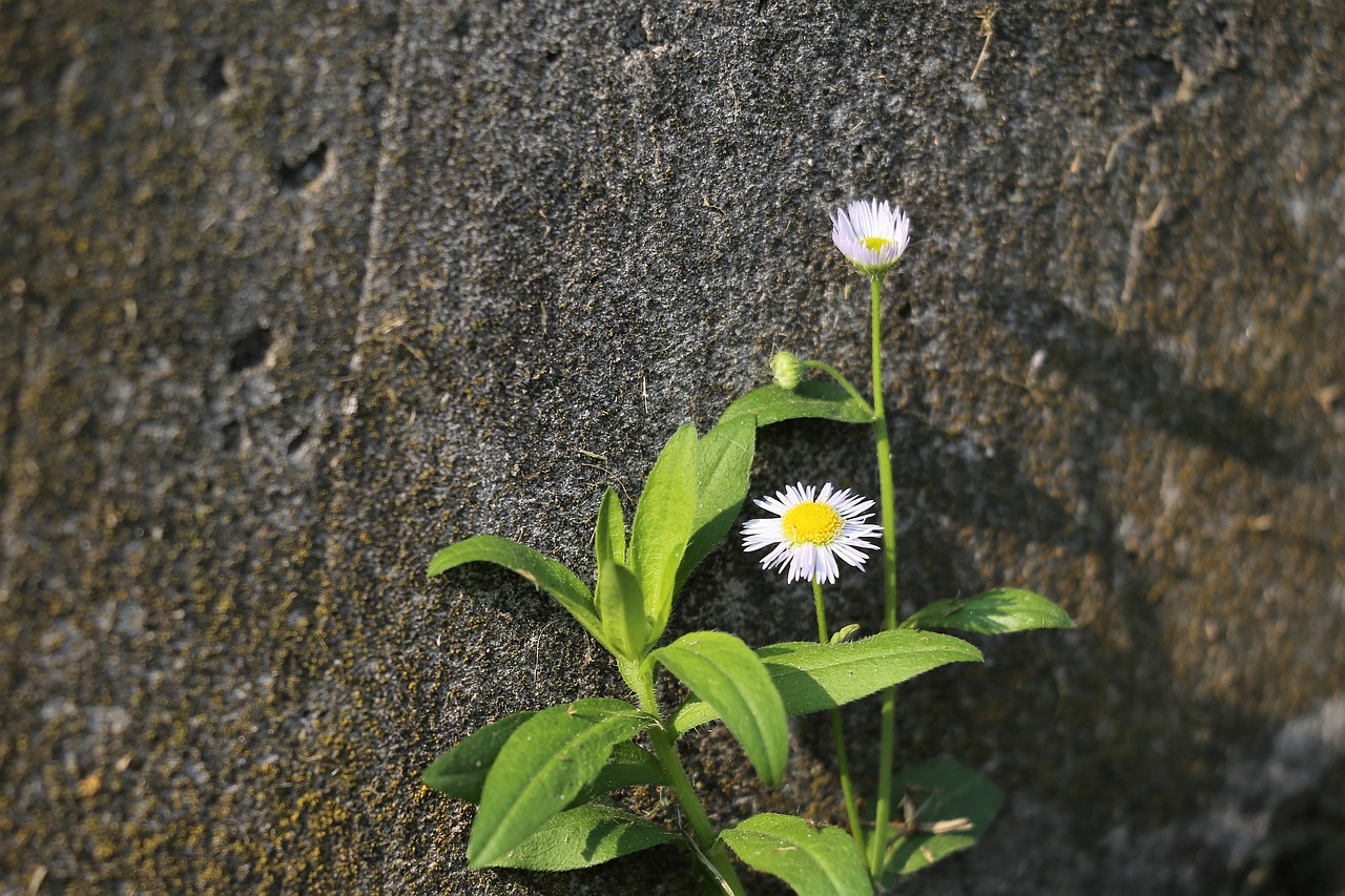 枯山水有些什么綠植（什么植物枯了會(huì)開(kāi)黃花） 廣州景觀設(shè)計(jì) 第2張