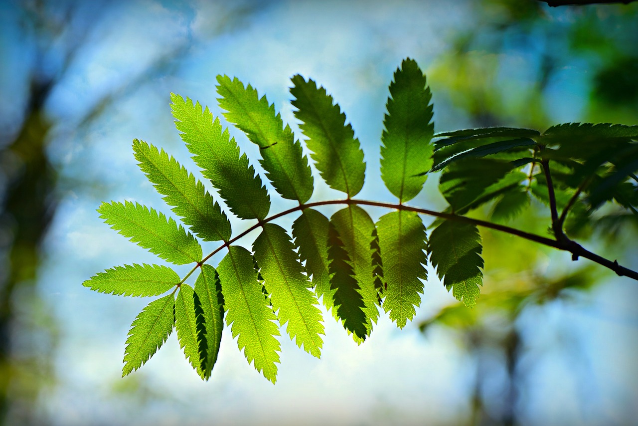 枯山水有些什么綠植（什么植物枯了會(huì)開(kāi)黃花） 廣州景觀設(shè)計(jì) 第4張