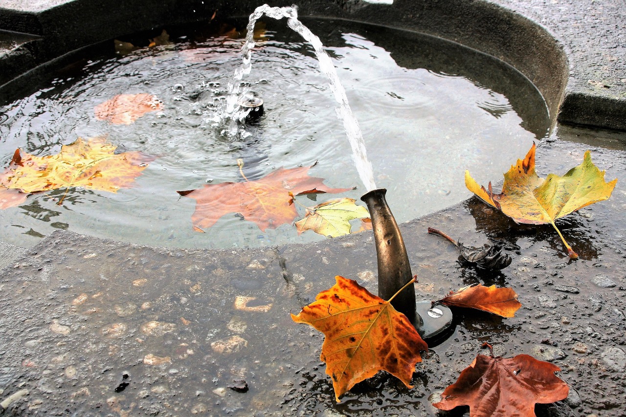 紅白花魚是金魚的什么品種：紅白花鯉魚