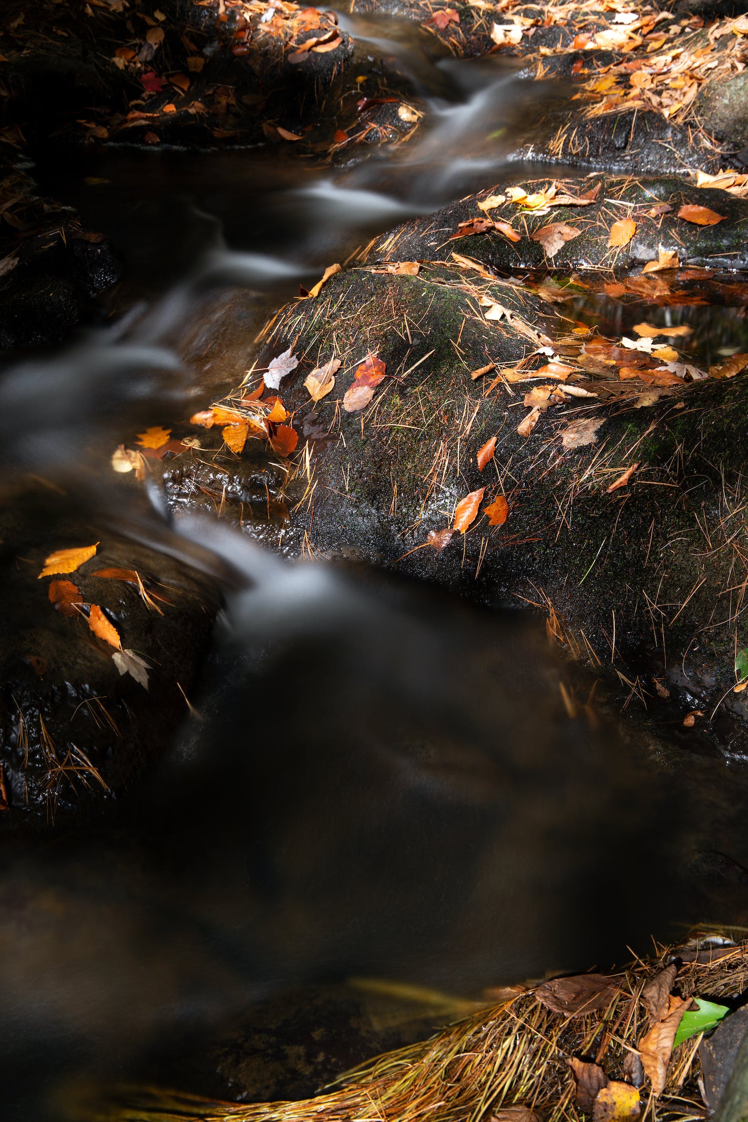 一米的魚缸適合養(yǎng)什么魚，1米裸缸十大首選魚 養(yǎng)魚的好處 第2張