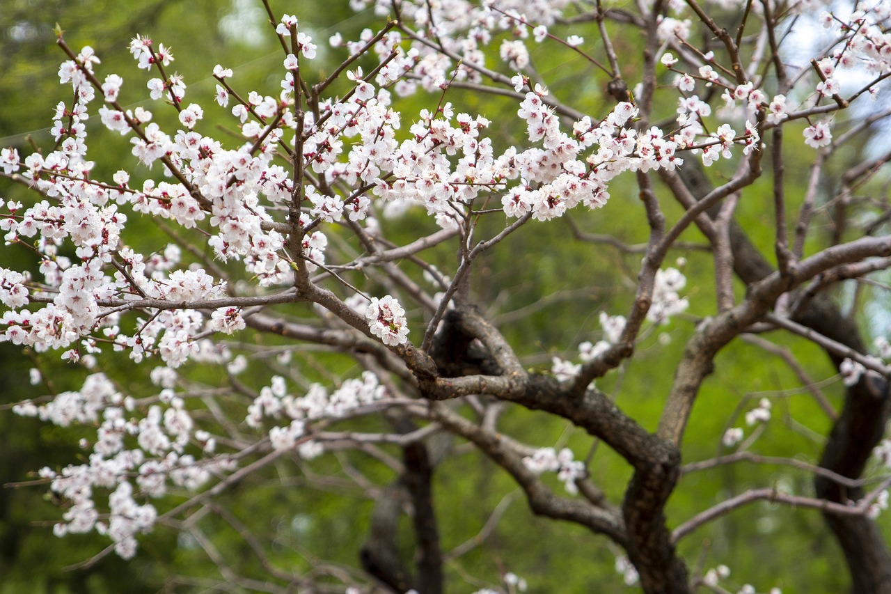 2021廣州植物園（2021哈市植物園中秋節(jié)免費開放嗎） 廣州景觀設(shè)計 第1張