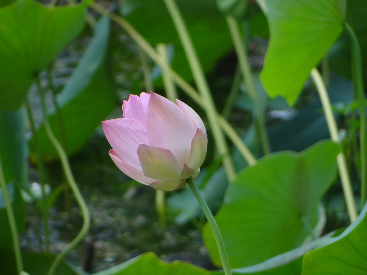 景觀魚(yú)缸適合養(yǎng)什么魚(yú)（院子里的魚(yú)缸養(yǎng)什么花） 觀賞魚(yú)水族批發(fā)市場(chǎng) 第3張