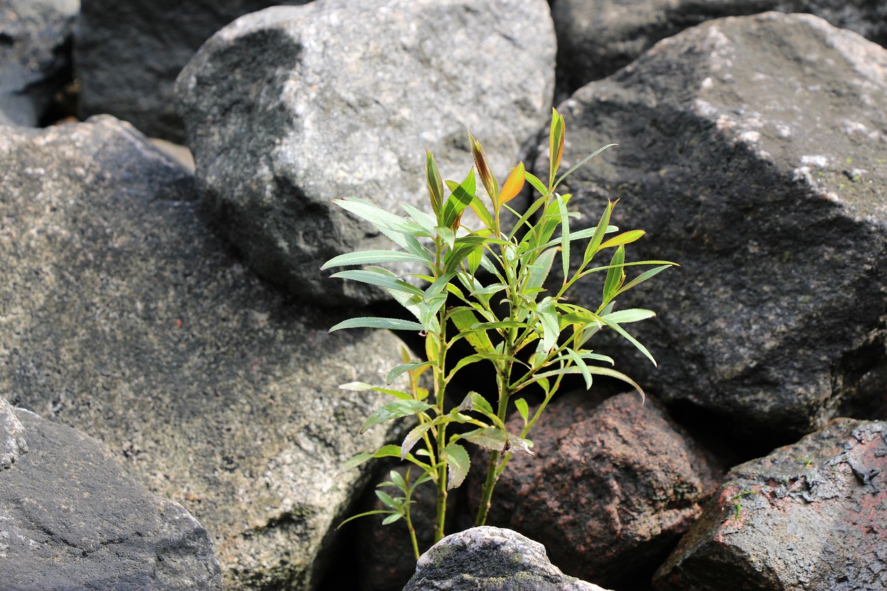 魚(yú)缸石頭造景的禁忌和好處（龜缸里放很多石頭好不好） 烏龜 第2張