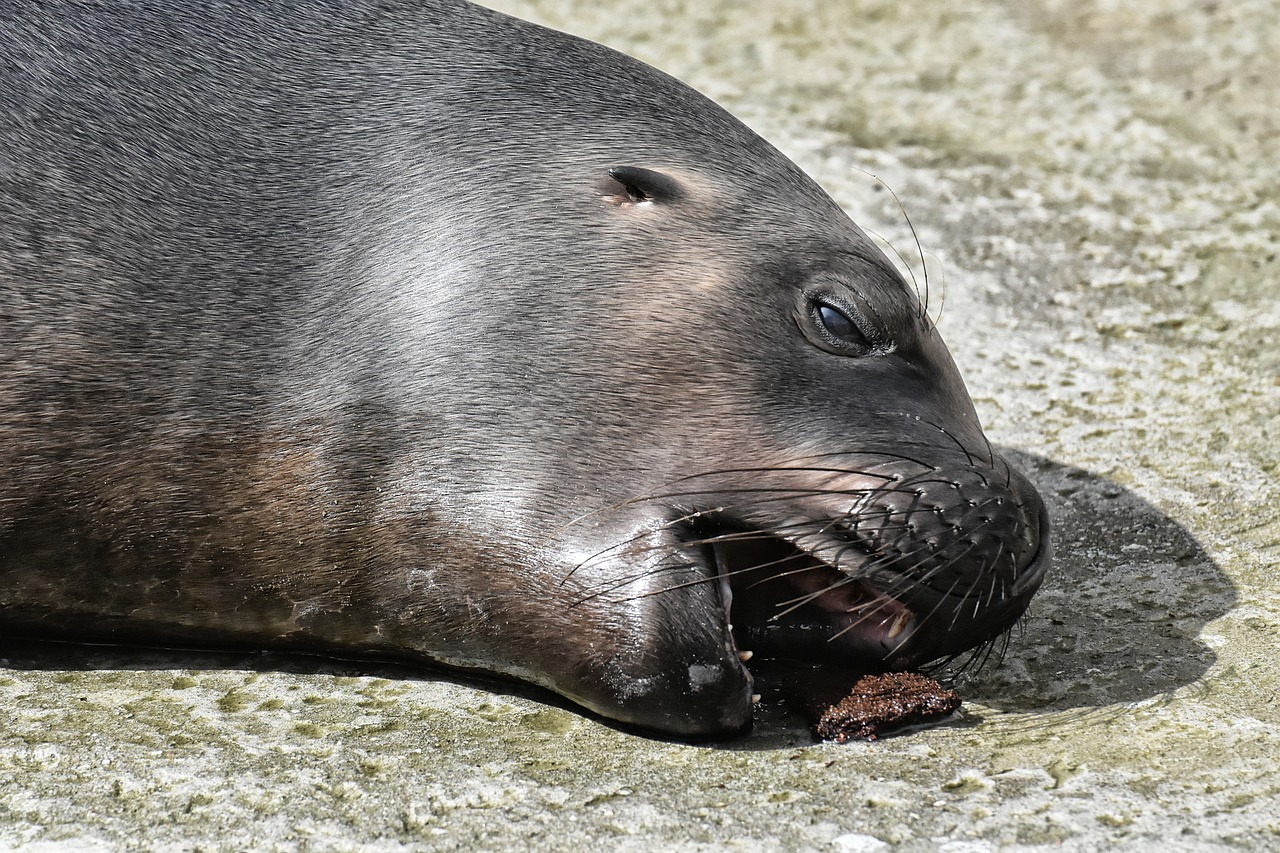 廣州定制魚(yú)池廠家有哪些（廣州動(dòng)物園哪里可以裝水） 廣州景觀設(shè)計(jì) 第2張