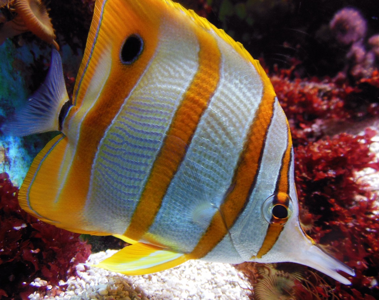 上海浦東水族批發(fā)市場營業(yè)時間是幾點鐘（上海浦東新區(qū)水族館門票價格） 觀賞魚水族批發(fā)市場 第1張