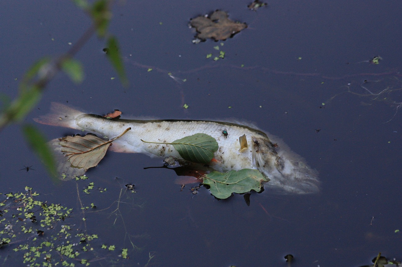 清江魚可以養(yǎng)在魚缸嗎（魚翻白肚了但是沒死該怎么辦）