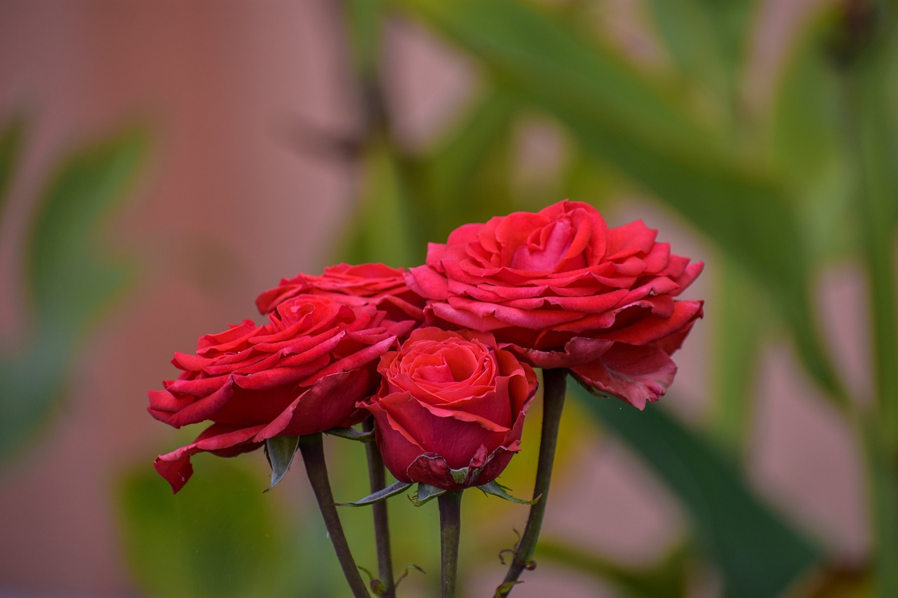 廣州植物花卉地址（廣州哪里有賣薔薇） 廣州景觀設(shè)計(jì) 第3張