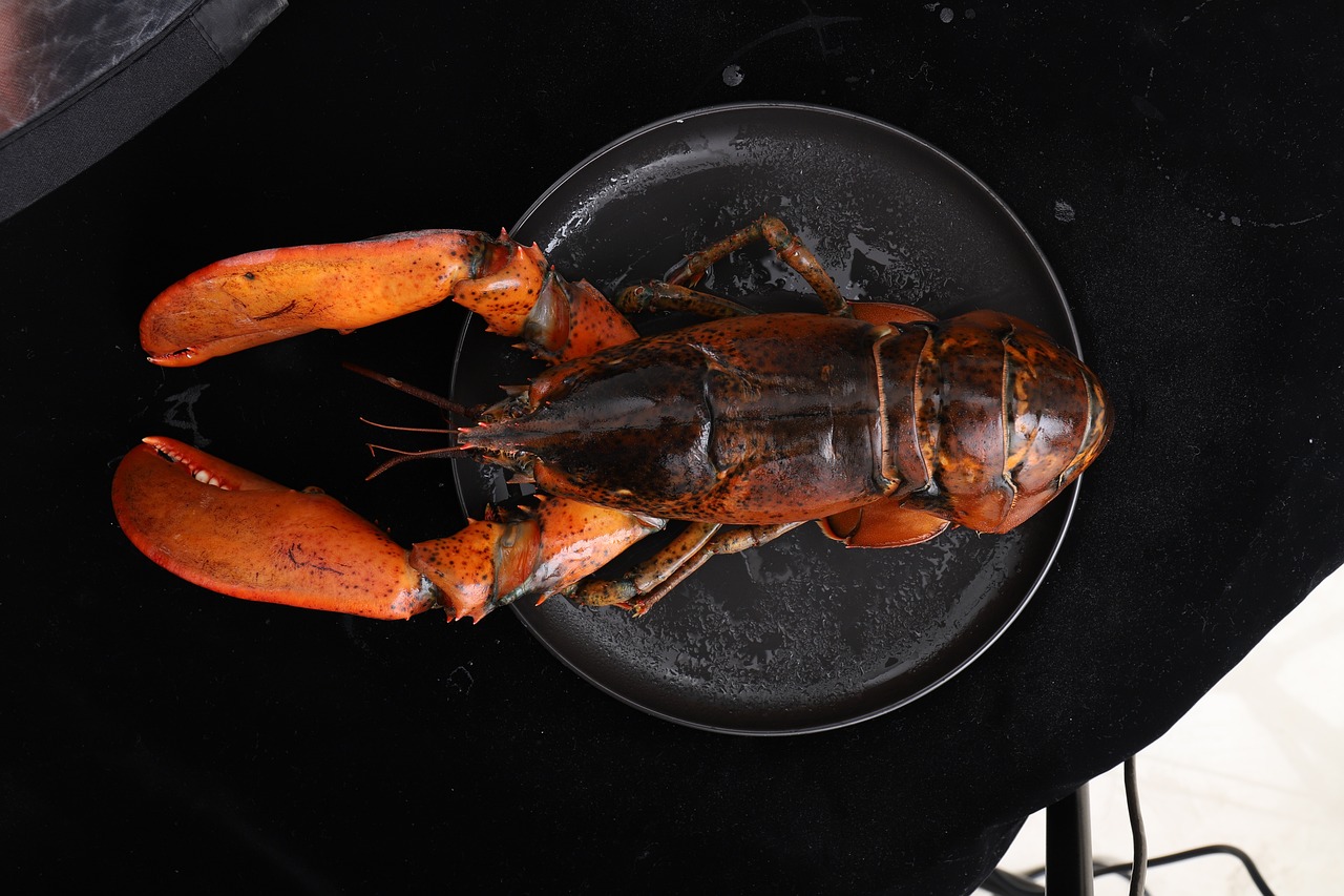 自制魚缸氣動過濾器圖片（自制魚缸過濾器原理圖） 黃金斑馬魚