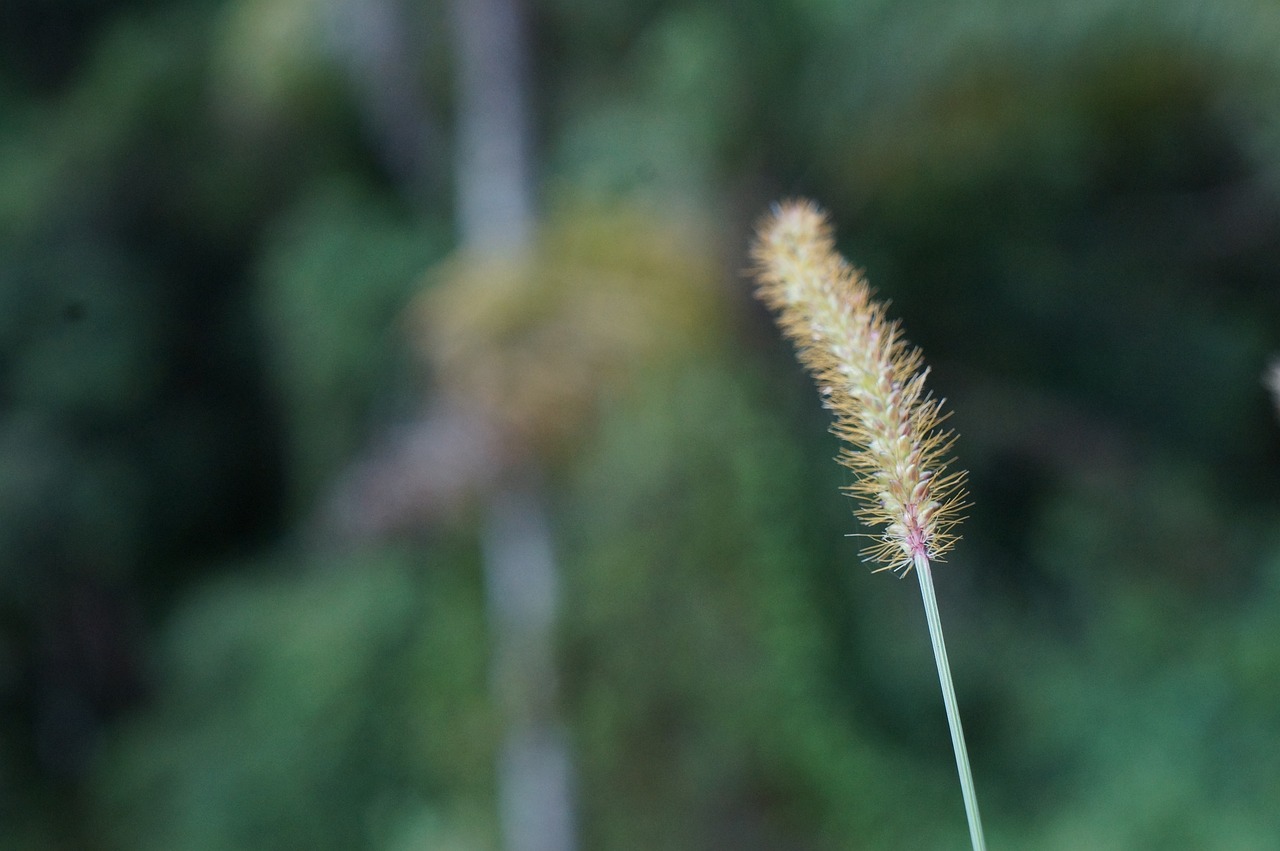 植物墻設(shè)計(jì)用什么軟件好（Botany和Plant Science） 廣州景觀設(shè)計(jì) 第3張