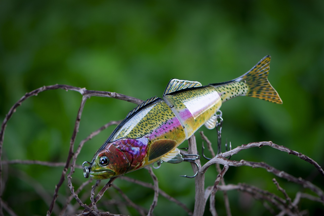 藍(lán)底金龍魚用什么顏色燈光好看點(diǎn)（怎樣挑選藍(lán)底過(guò)背金龍魚） 金龍魚百科 第1張