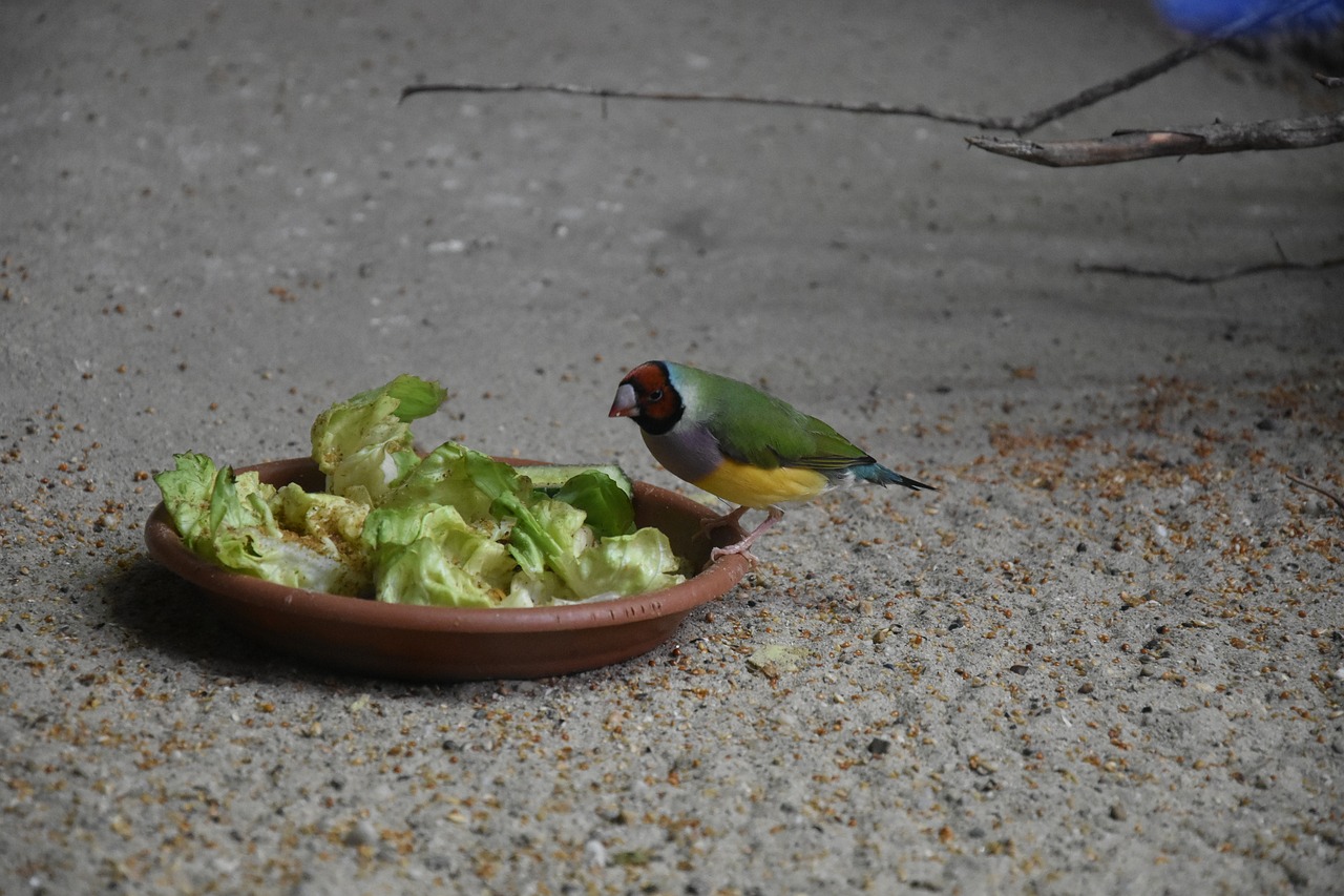 銀龍魚(yú)吃什么飼料便宜點(diǎn)（銀龍魚(yú)吃什么飼料最好圖片價(jià)格）