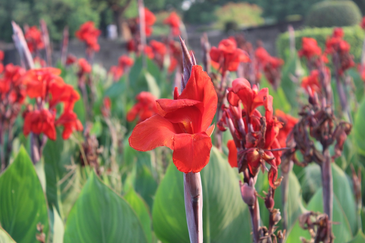 濟南水族批發(fā)市場有幾家分店在哪里?。嫌袔讉€花卉大集） 觀賞魚水族批發(fā)市場 第2張