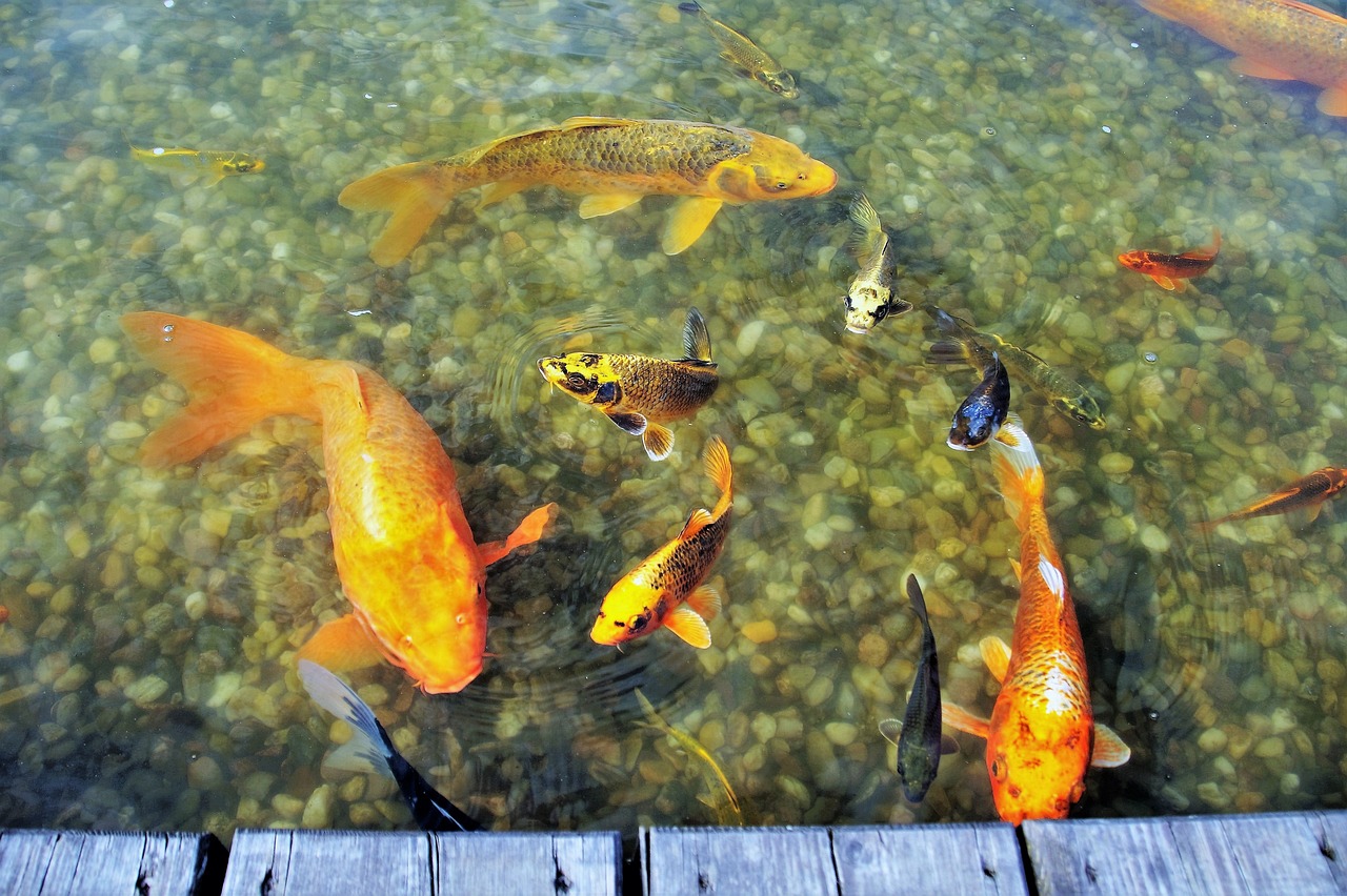 1.5米的魚缸養(yǎng)多少條錦鯉（15米魚缸養(yǎng)多少條金魚） 養(yǎng)魚知識 第1張