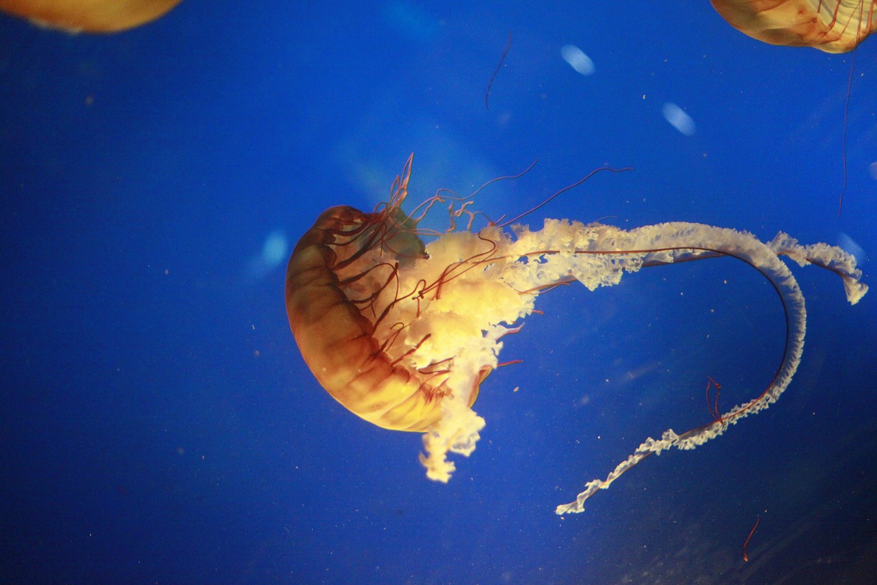 淄博水族館（山東水族館）