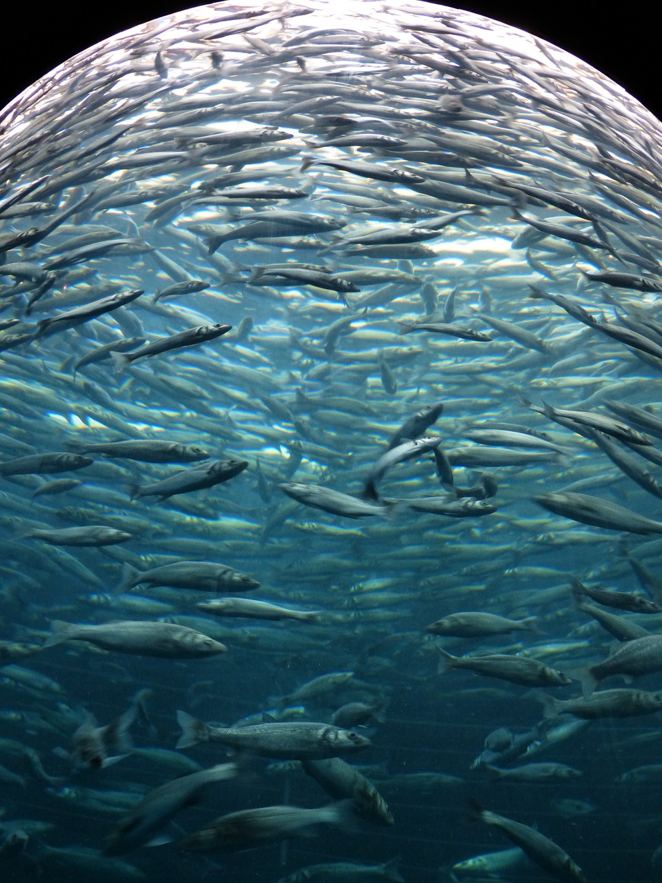 濟(jì)南水族批發(fā)市場(chǎng)有哪些魚類類型圖片（濟(jì)南哪有賣魚缸的） 觀賞魚水族批發(fā)市場(chǎng) 第4張