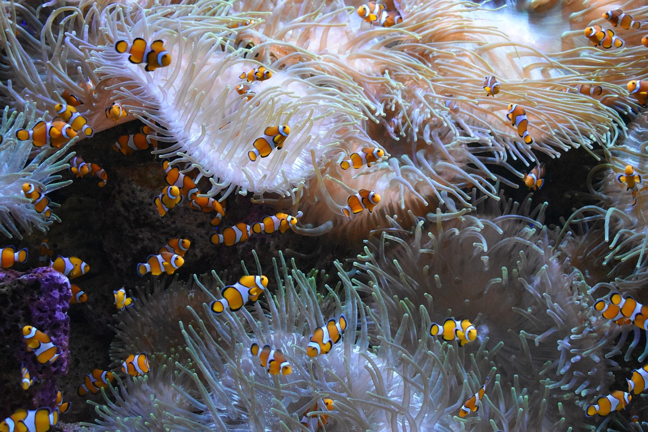 南海觀賞魚繁殖季節(jié)表 南海魚期 白玉紅龍魚