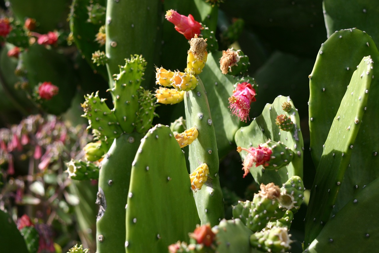 植物墻效果圖 節(jié)日（開(kāi)花的綠籬有哪些） 廣州景觀設(shè)計(jì) 第1張