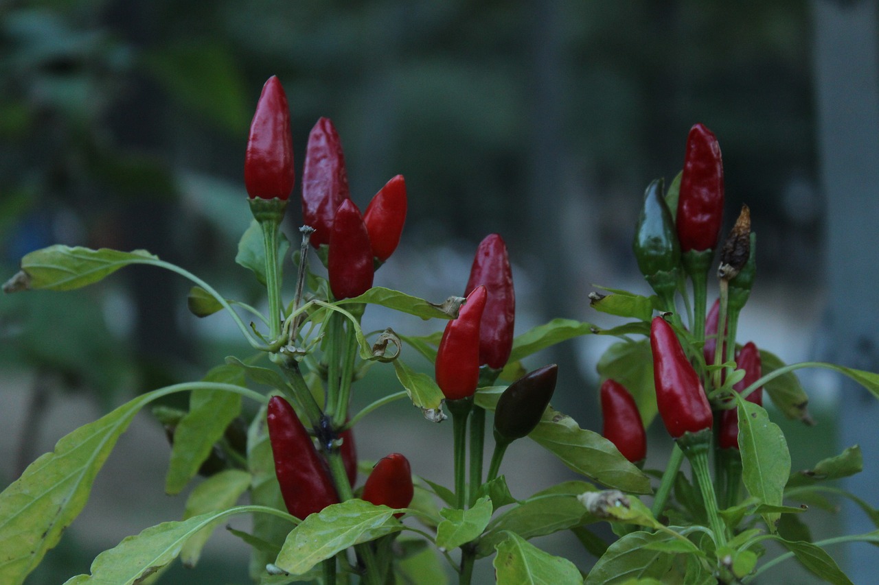 廣州綠化植物結(jié)小紅果能吃嗎（羅田油菜花最佳觀賞時(shí)間） 廣州景觀設(shè)計(jì) 第3張