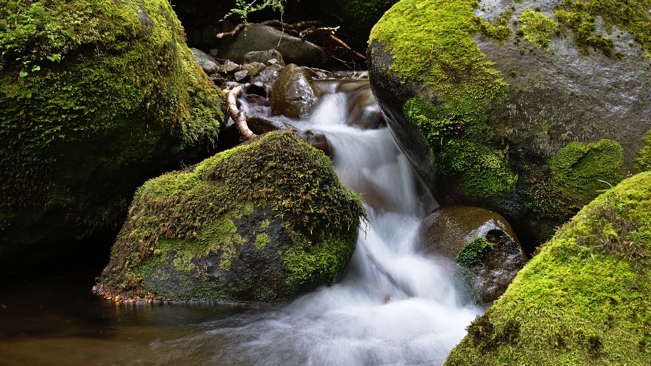 魚缸造景 教程圖片大全集（魚缸陶粒怎么造景） 廣州景觀設計