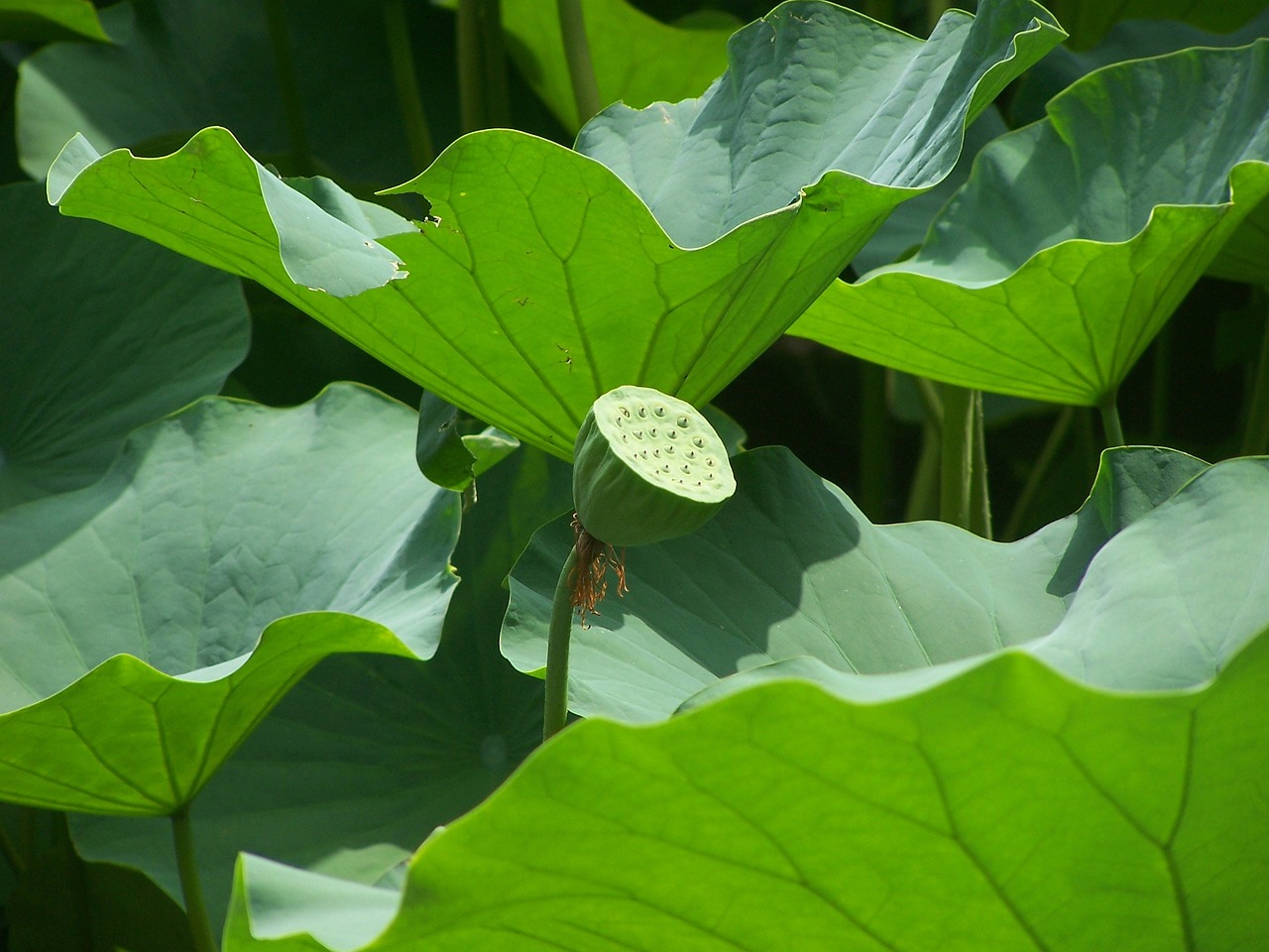 藍(lán)玻璃魚(yú)缸用什么顏色燈：藍(lán)玻璃魚(yú)缸用什么顏色燈好