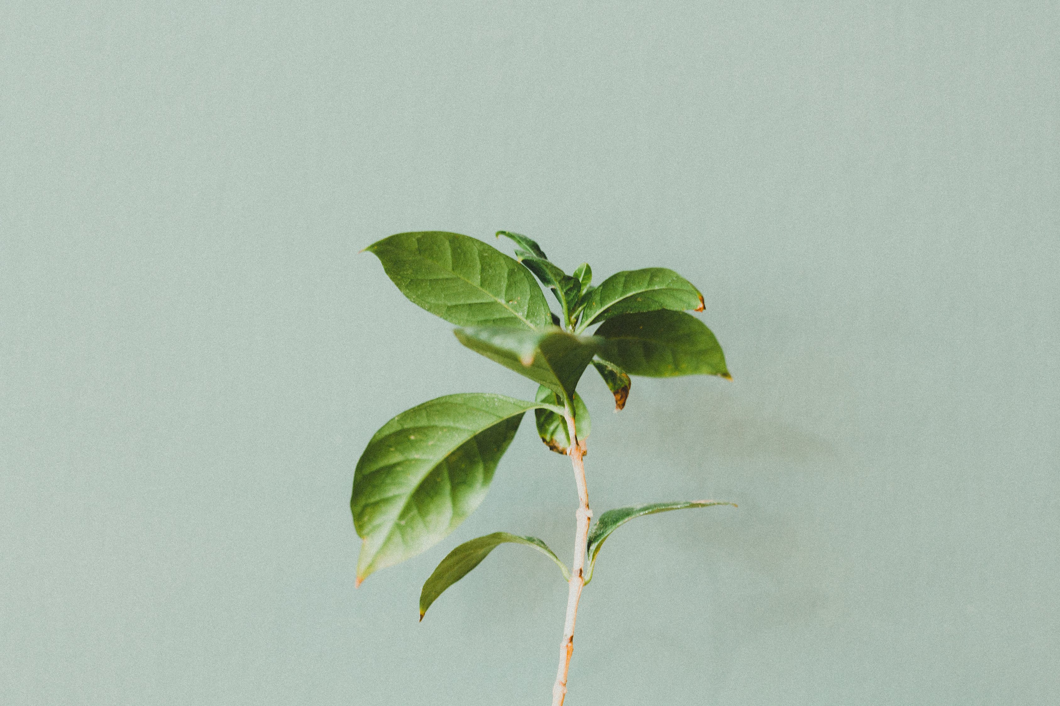 植物墻植物種類（爬藤植物種院墻風(fēng)水） 魚缸風(fēng)水 第2張